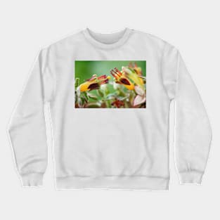 Fuchsia procumbens  'Wirral'  Also known as 'Variegata' and 'Argentea' Crewneck Sweatshirt